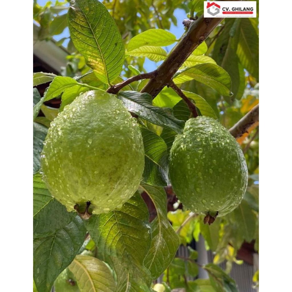 

Pohon Jambu Kristal