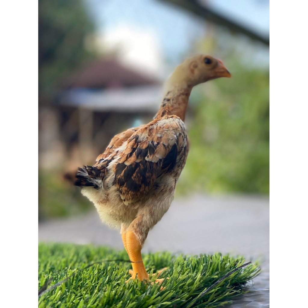 Ayam Ko Shamo impor usia 1 Bulan
