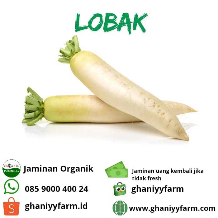 

Sayur Organik Lobak Putih Organik 500 Gram