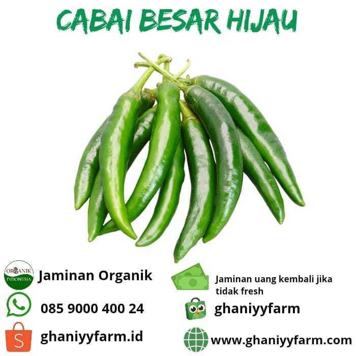 

Cabai Hijau besar organik 100Gram