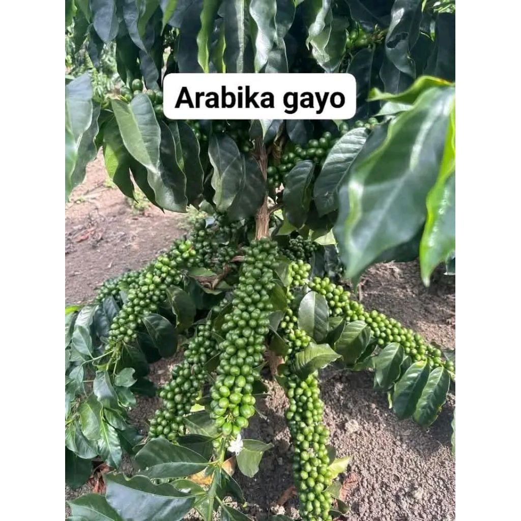 Tersedia 50 Bibit Kopi Arabika Gayo  Berkualitas Cabutan Siap Tanam
