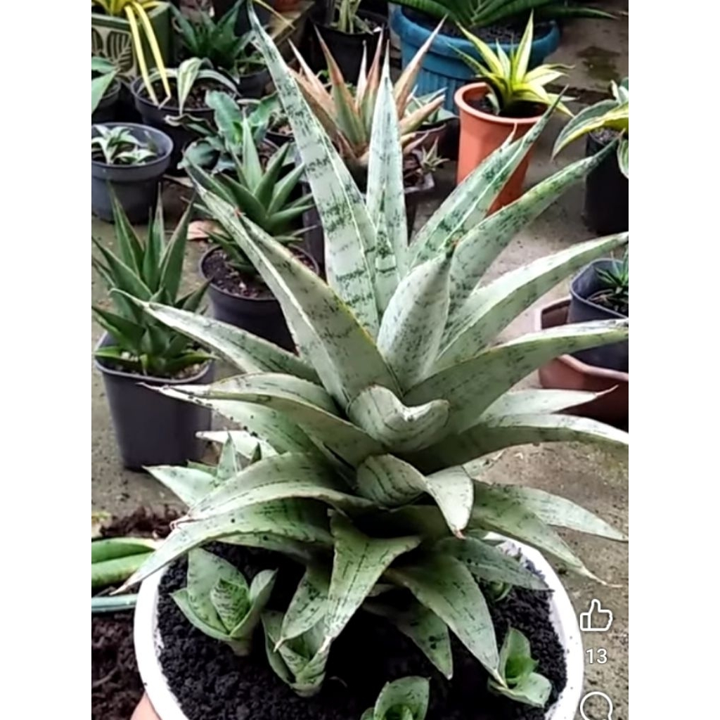 sansevieria hybrid dawala