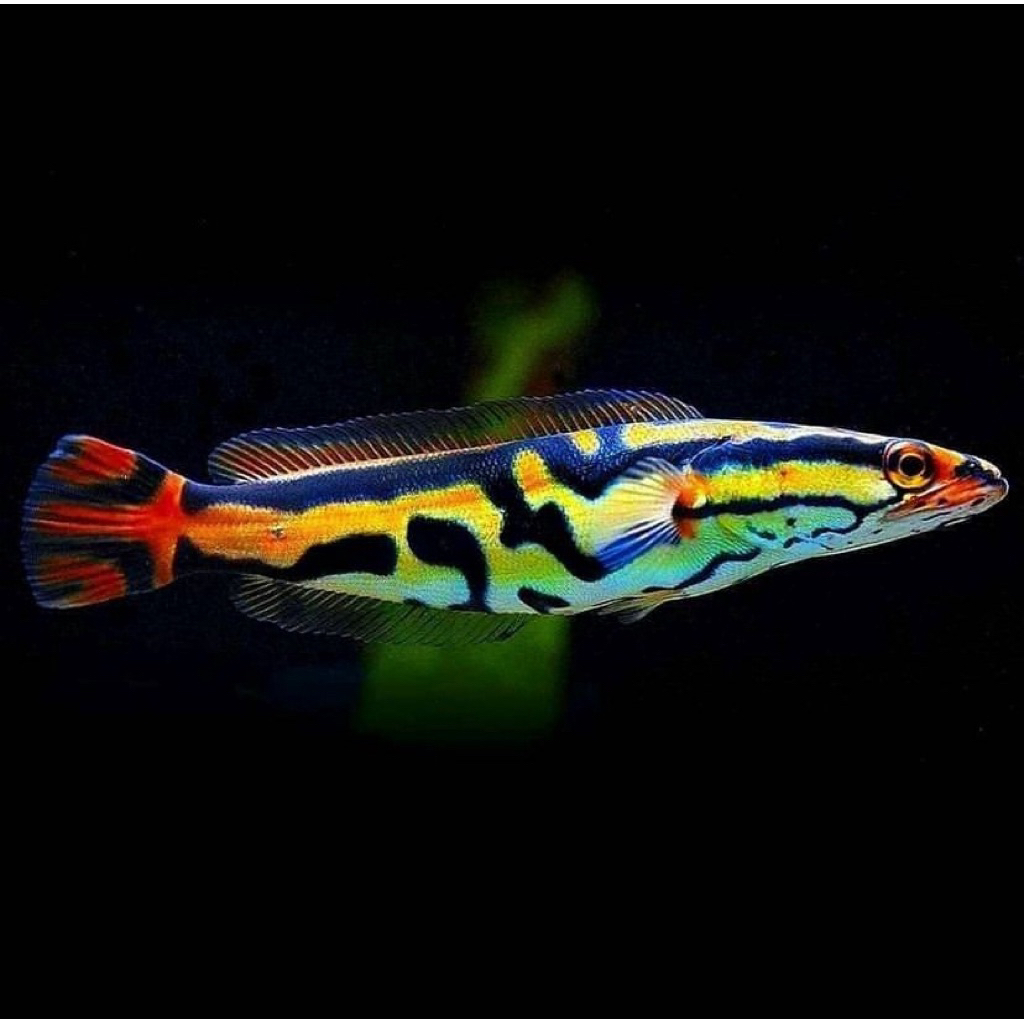 ikan toman hiasan akuarium berkualitas