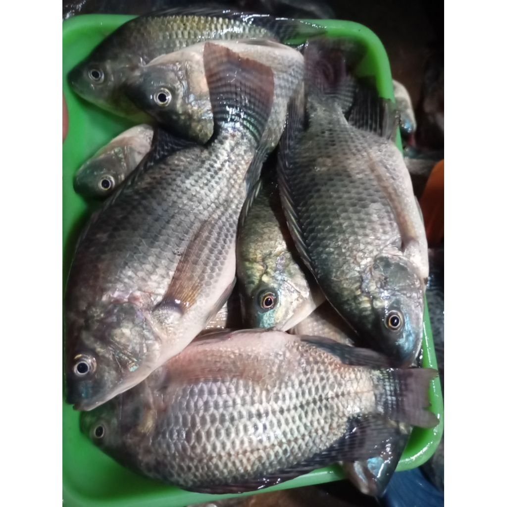 

nila pres vakum 1kg