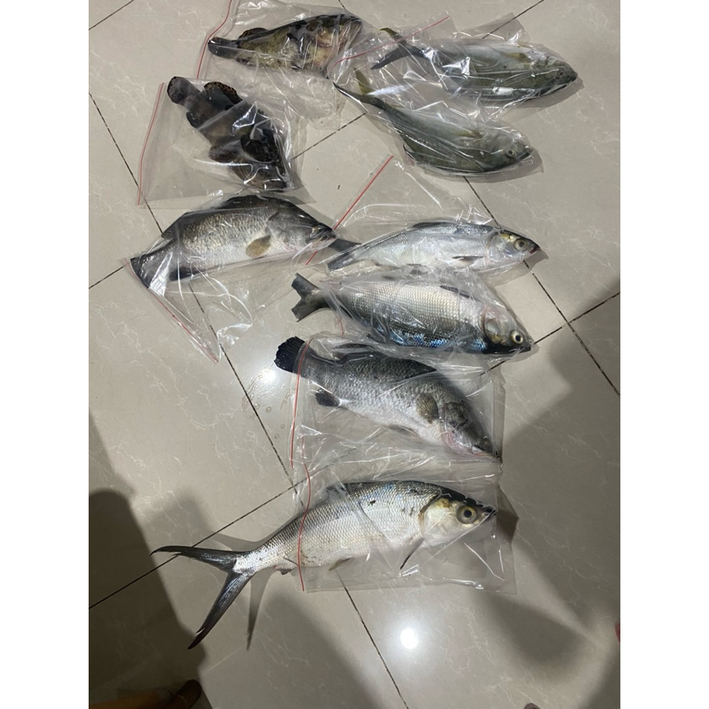 

di jual ikan kakap putih segar di jamin manis dan tdk amis