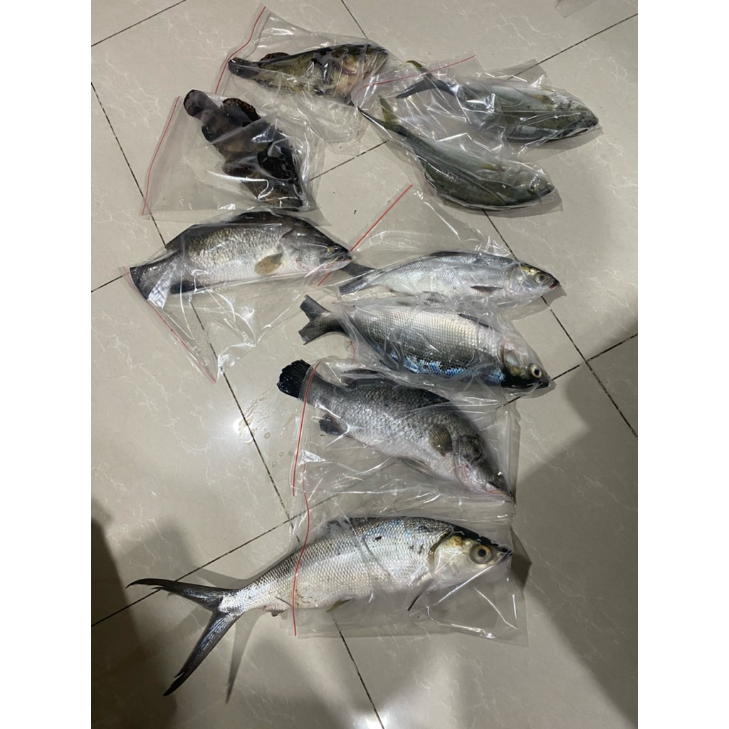 

ikan kerapu dijamin manis dan tdk amis