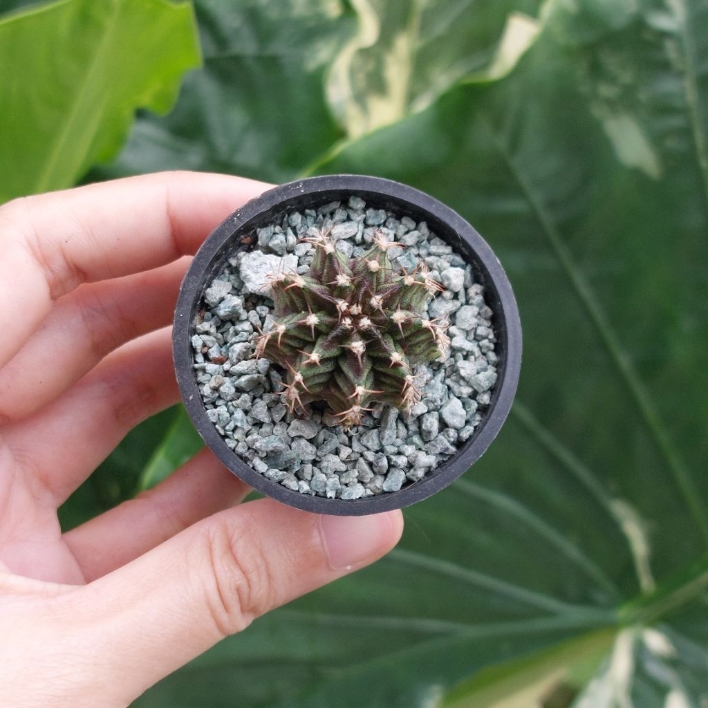 Kaktus Mini Gymno Gymnocalycium T Series Hybrid Sukulen Lucu