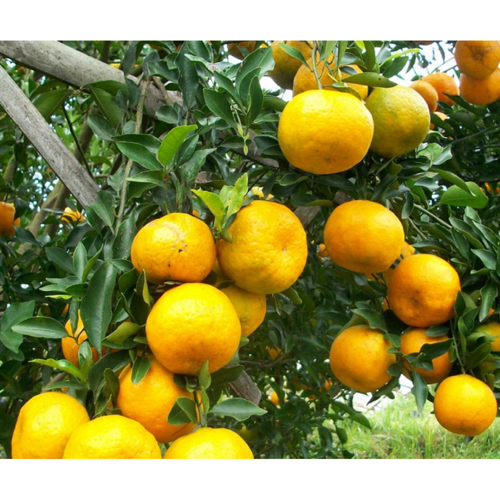 

bibit jeruk keprok madu 55 kondisi sudah berbuah