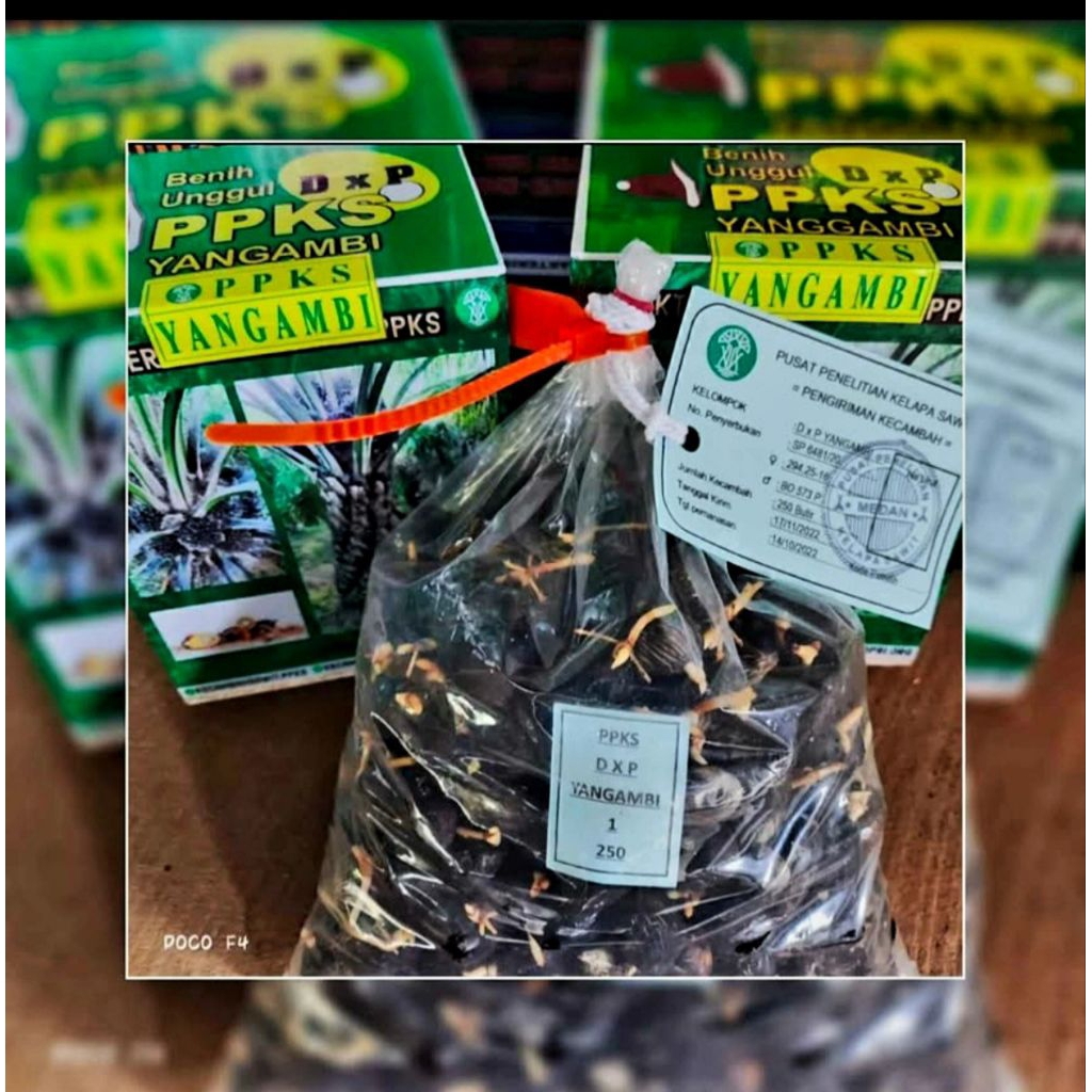 BIBIT Kecambah Benih kelapa sawit DXP PPKS Yangambi Unggul berkecambah Fresh
