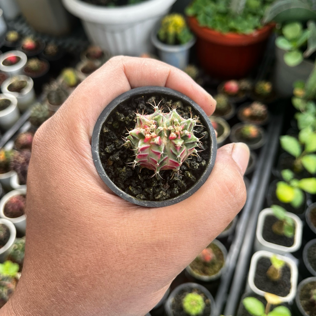 gymno starfire double head