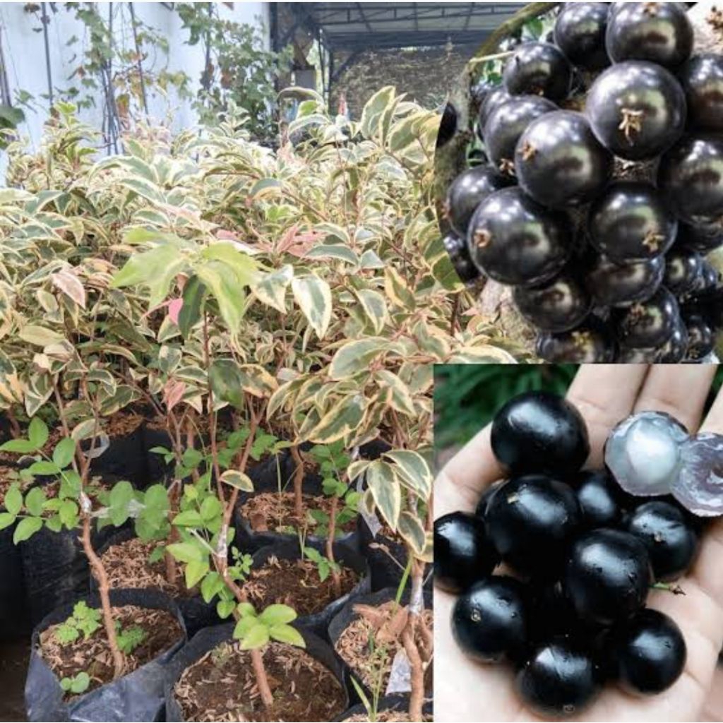 Tanaman Anggur Brazil varigata