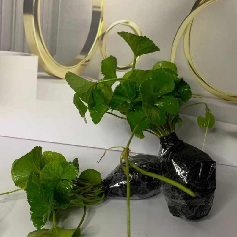 Bibit Pegagan atau Lentana Murah Meriah per ikat