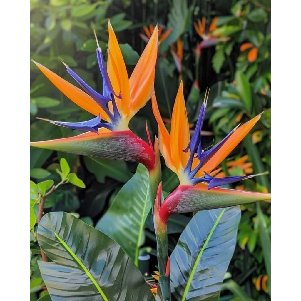 TANAMAN HIAS HELICONIA (BOP) BIRD'S OF PARADISE