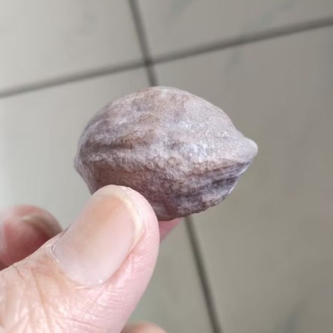 Kemiri Adu Muncang Adu Jalim Jawa Ori Full Tua