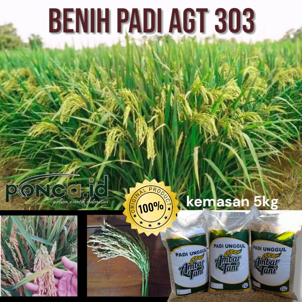 Benih Padi AGT 303 kemasan 5kg original