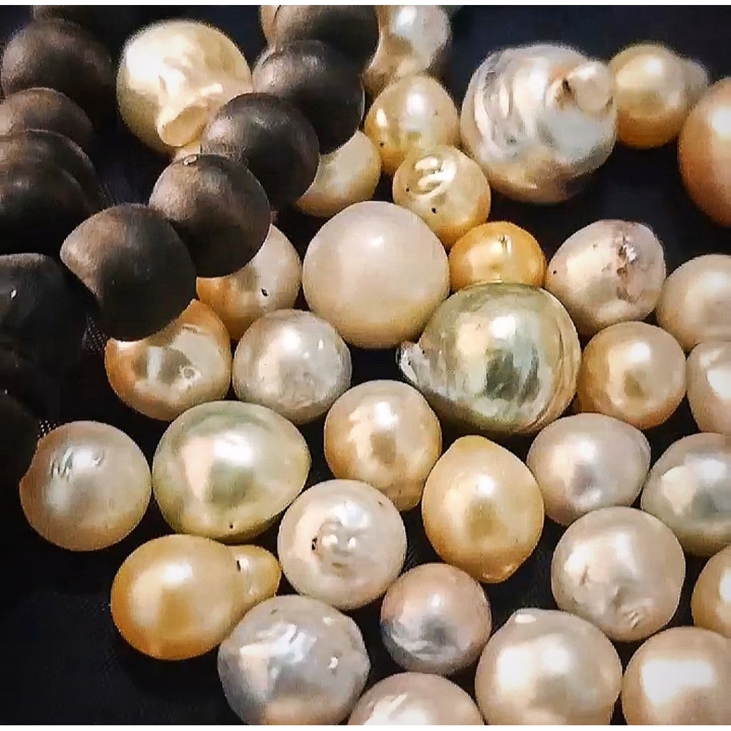 MUTIARA ASLI AIR TAWAR || asli Maluku