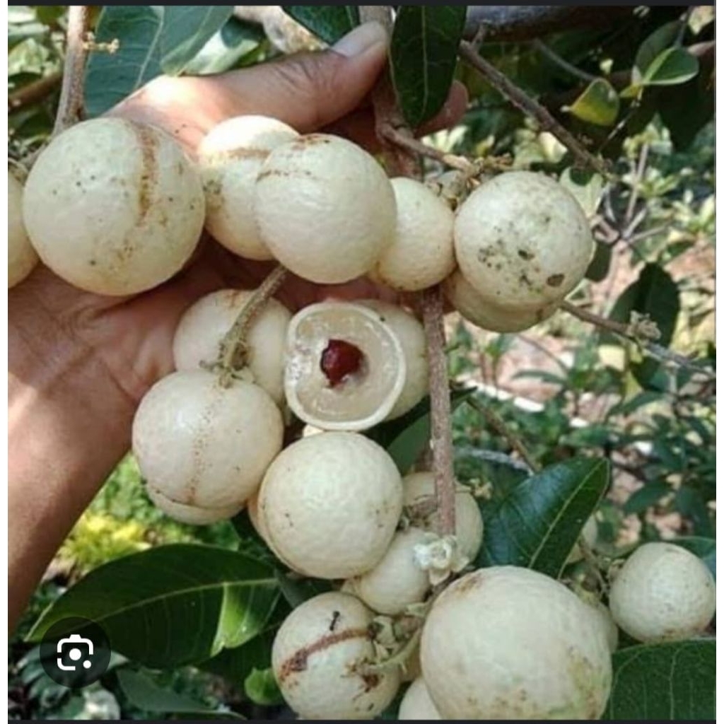 Kelengkeng matalada okulasi 5kg