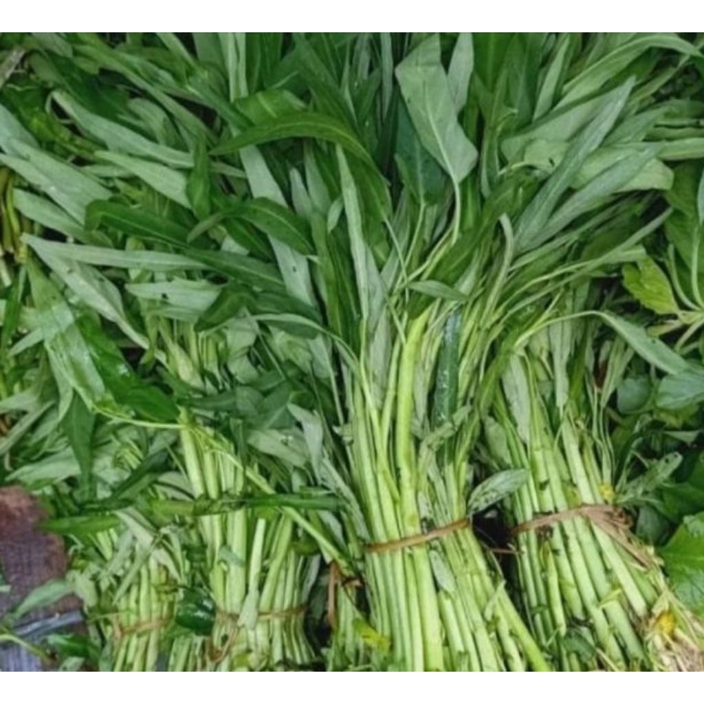 

Kangkung Akar 100-250grm