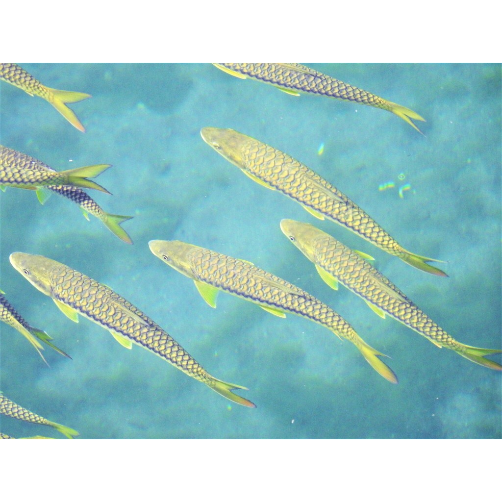 Golden Mahseer Size 8-9 cm (Tor Putitora) Import, Langka & Jarang ada