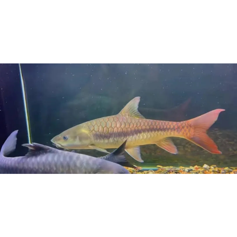 Red Tailed Golden Mahseer Size 7-8 cm (Tor Yinjiangensis) Import, Langka & Jarang ada