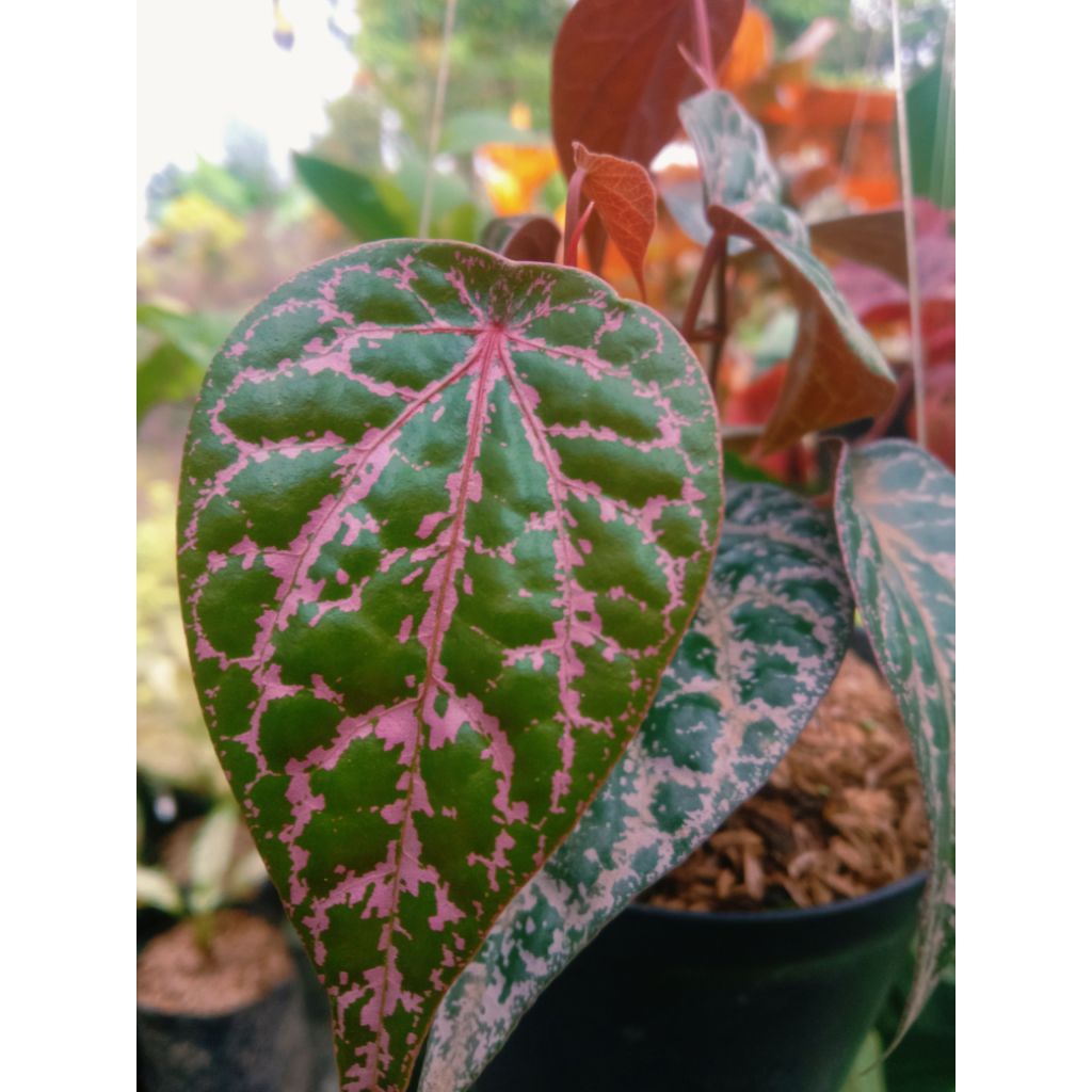 sirih obat(sirih wulung)