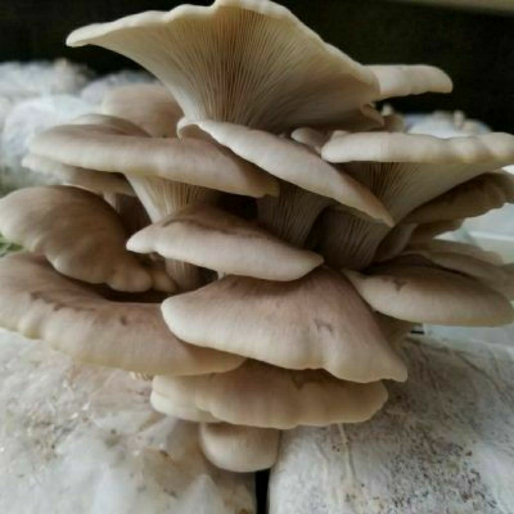 

BEGLOG JAMUR TIRAM HITAM 16 PCS