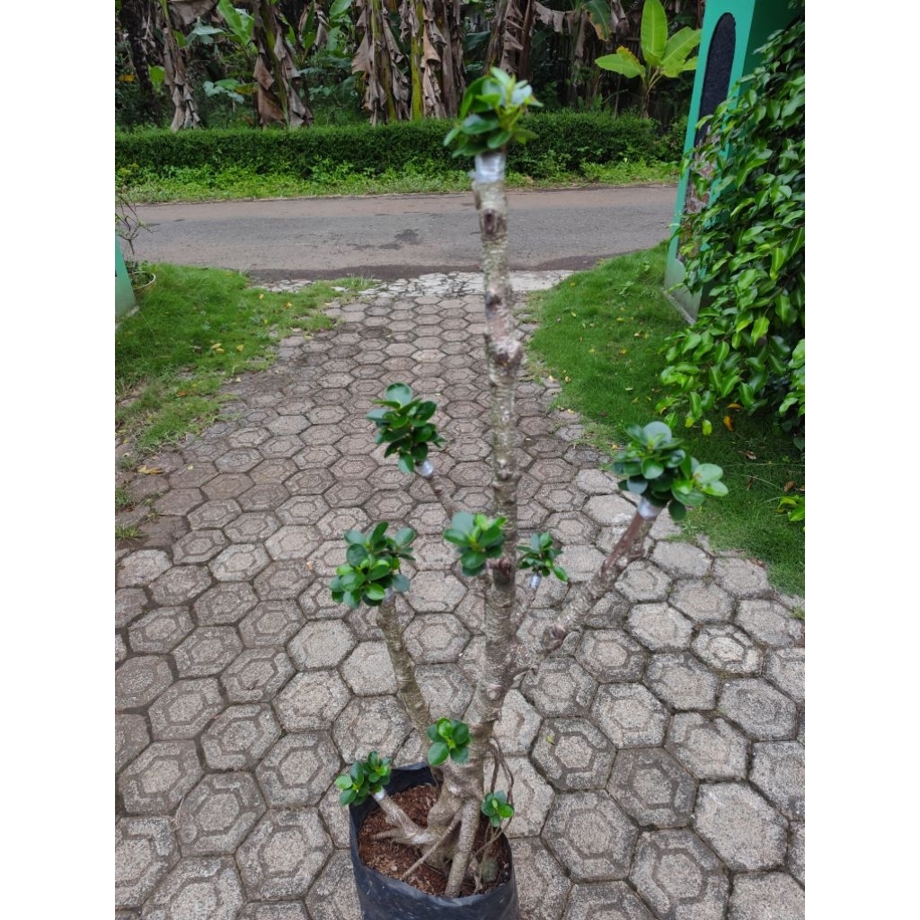 bonsai taman dolar mangkok mikro hiasan taman