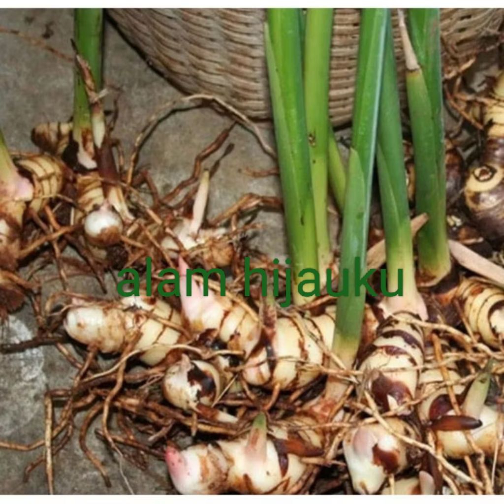 

bibit tanaman lengkuas putih untuk bumbu masakan