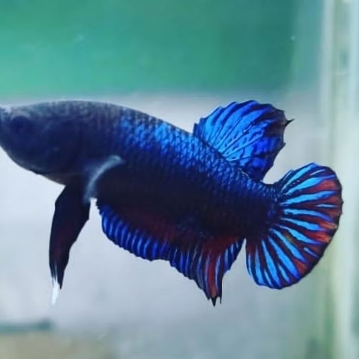 

lokal anakan impor vietnam