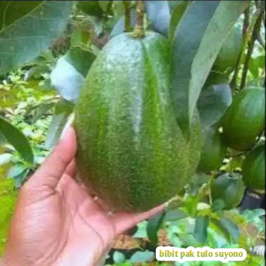 Bibit Alpukat Miki Super Berbuah Lebat Subur