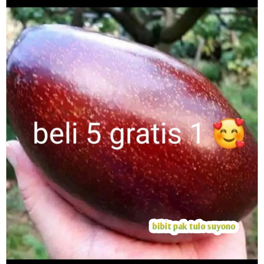 Alpukat Red Vietnam / Bibit Alpukat Red Vietnam