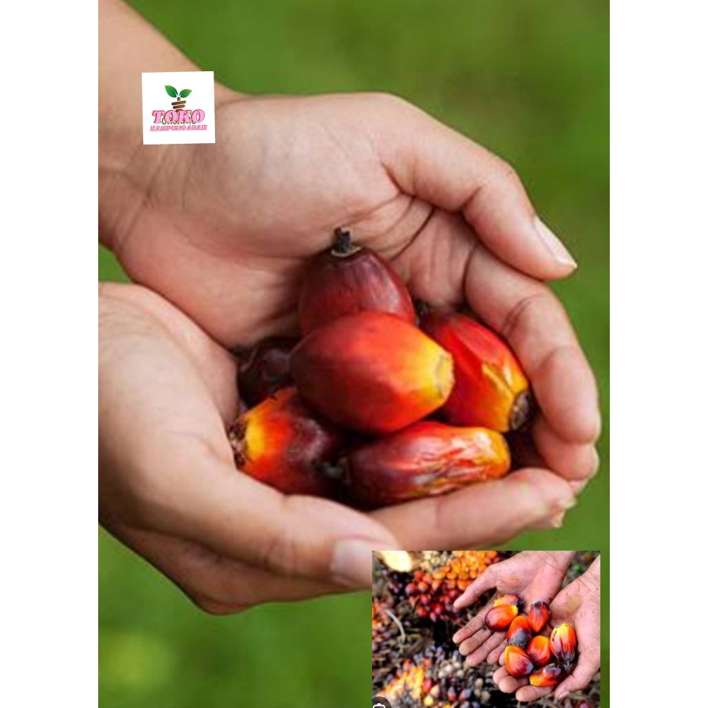 

buah kelapa sawit tua fresh 500grm