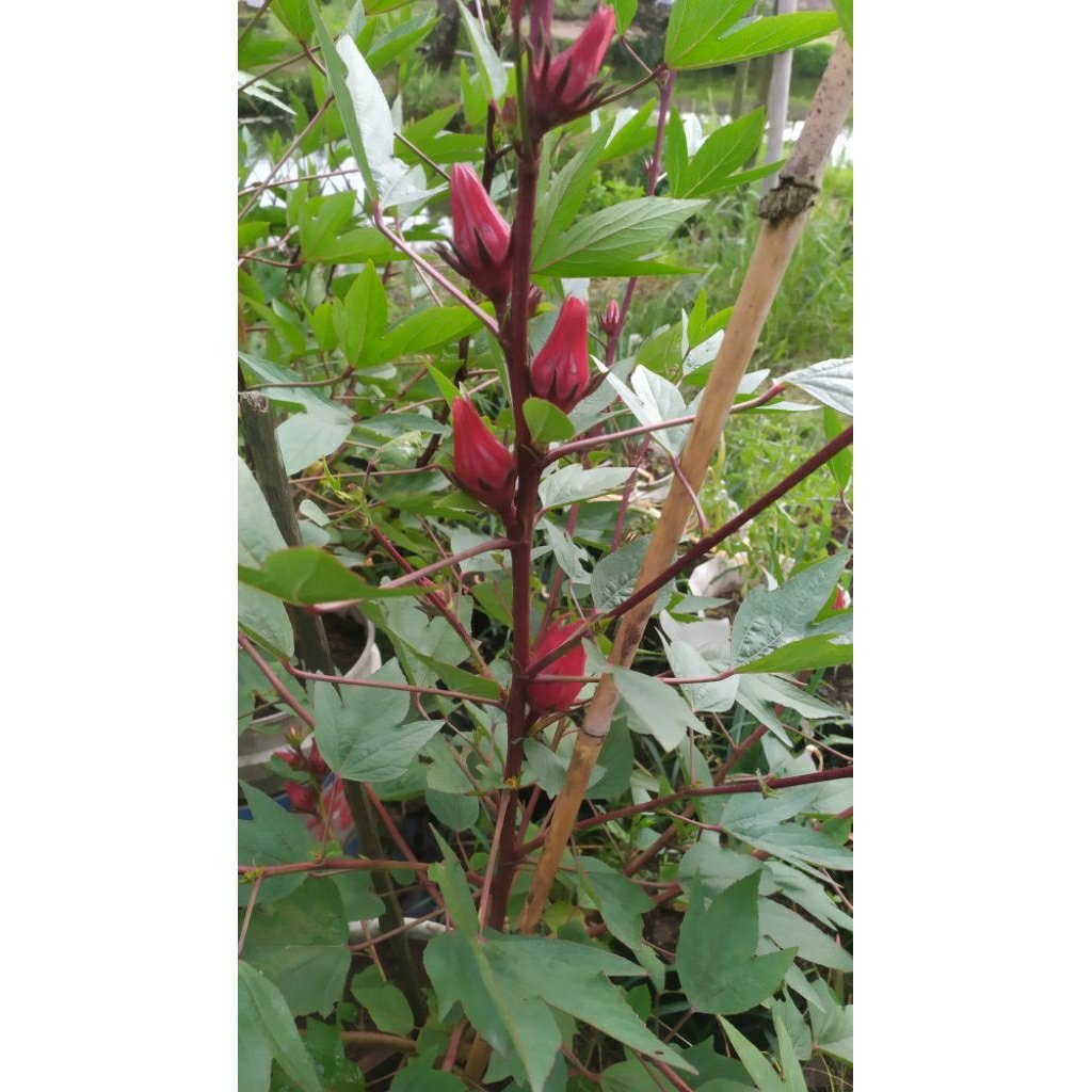 

Bunga Rosella Merah segar langsung dari pohon