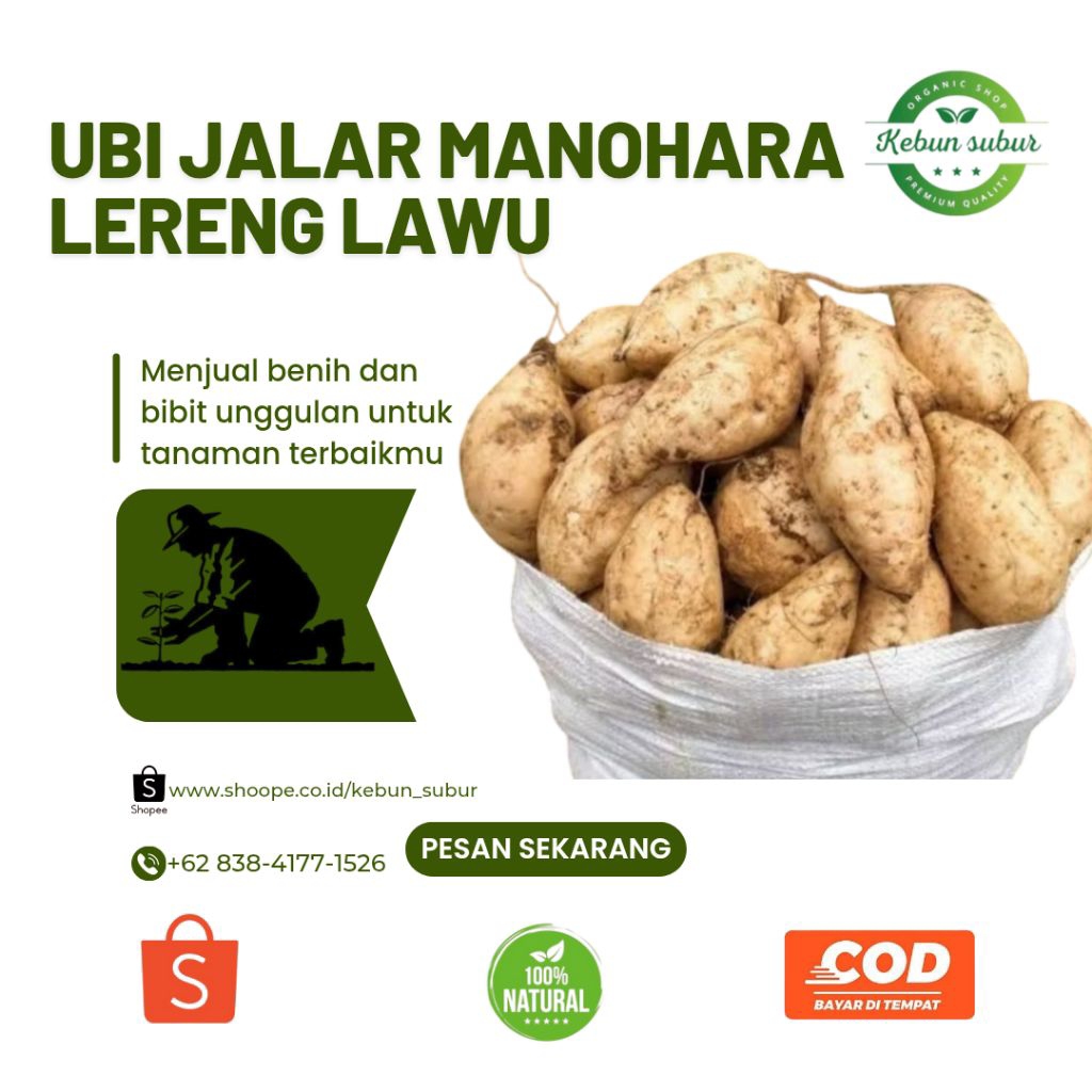 

KEBUN_SUBUR - Ubi Jalar Manohara Fres Lereng Lawu