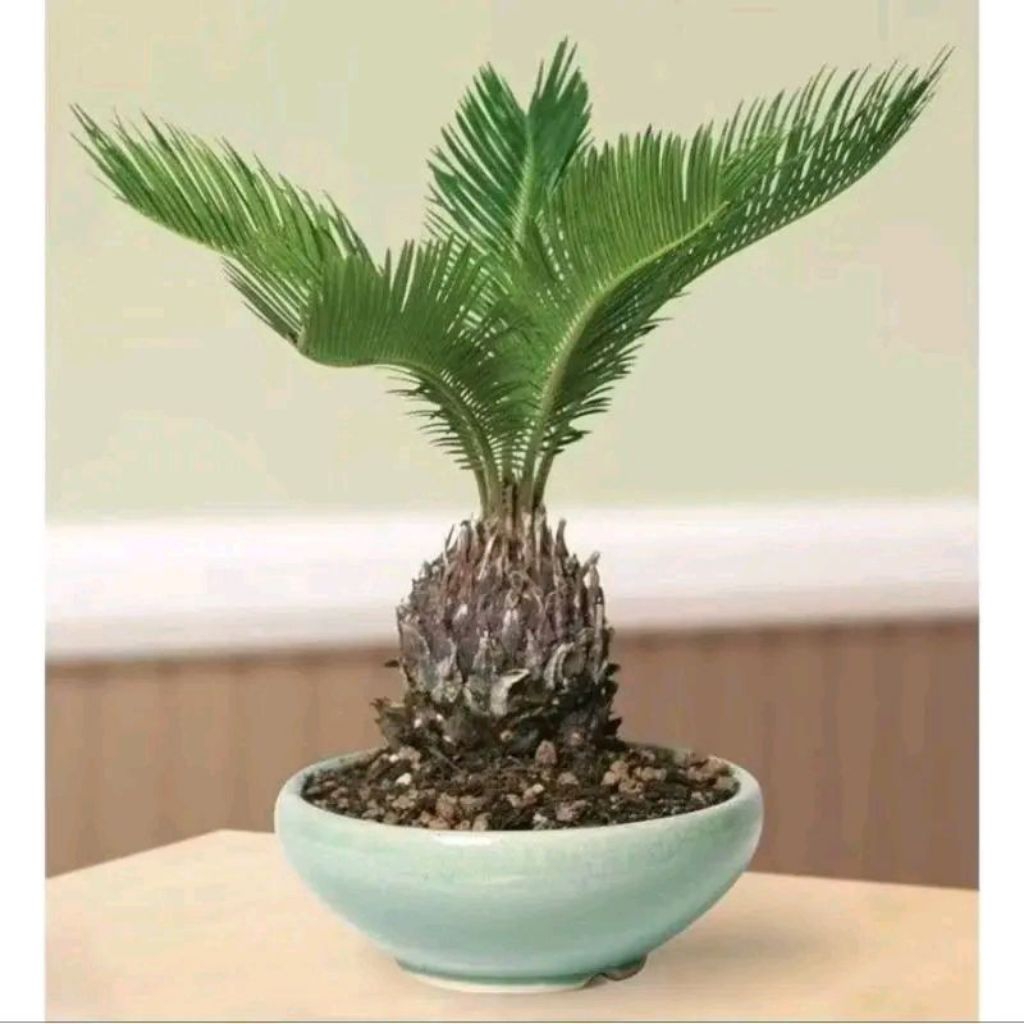 Tanaman Hias Bibit Pohon Palem Sikas / Penghias Taman