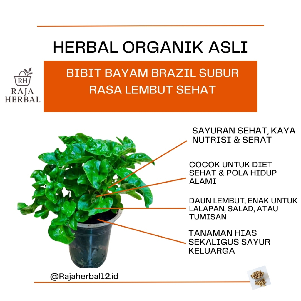 bibit benih stek bayam brazil Beli 5 Gratis 1
