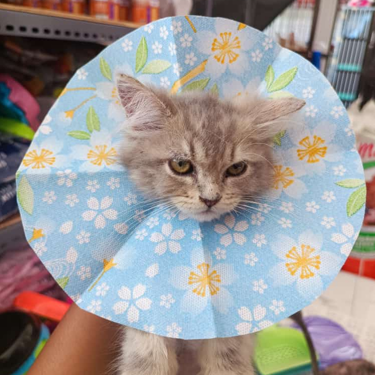 Collar Kain | Collar Kucing - isi 1 pcs | Pet Collar | Pelindung Leher Kucing