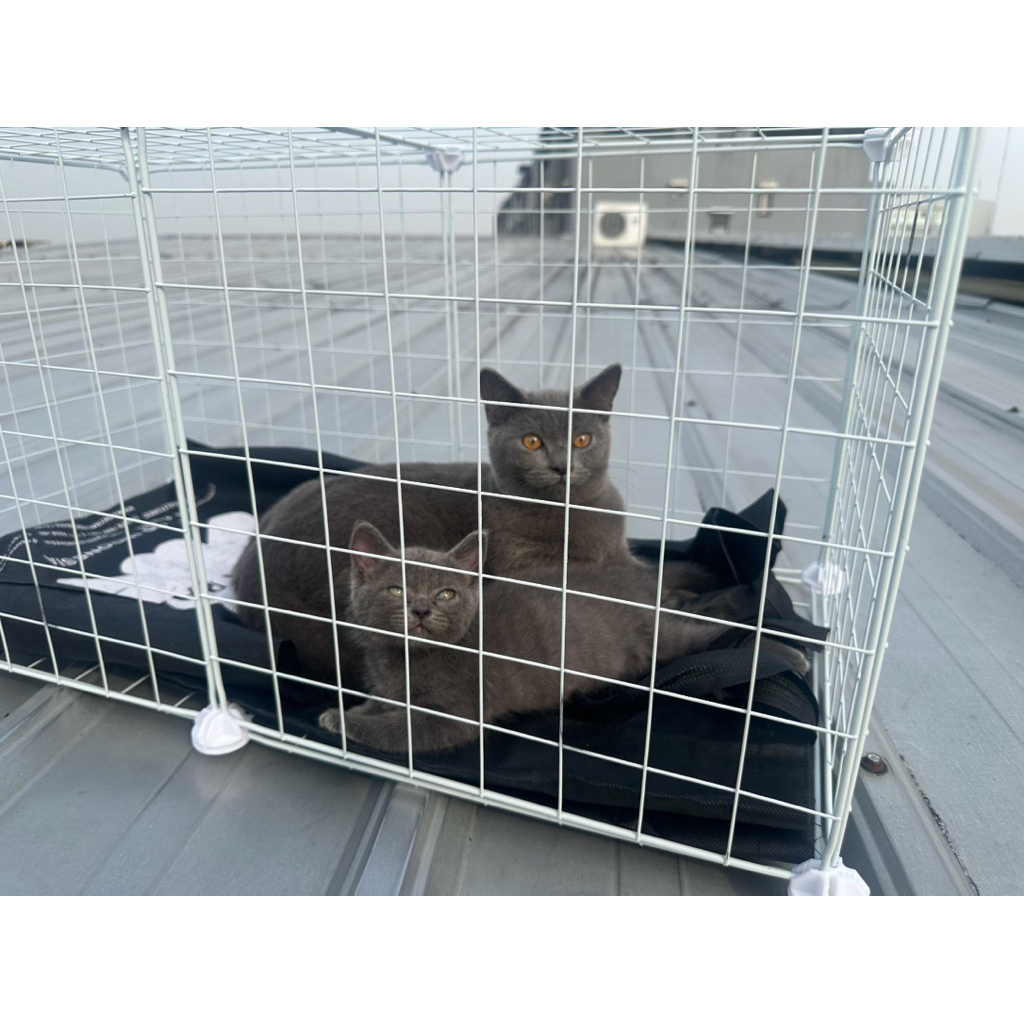 Kucing BSH Pure (British Short Hair)