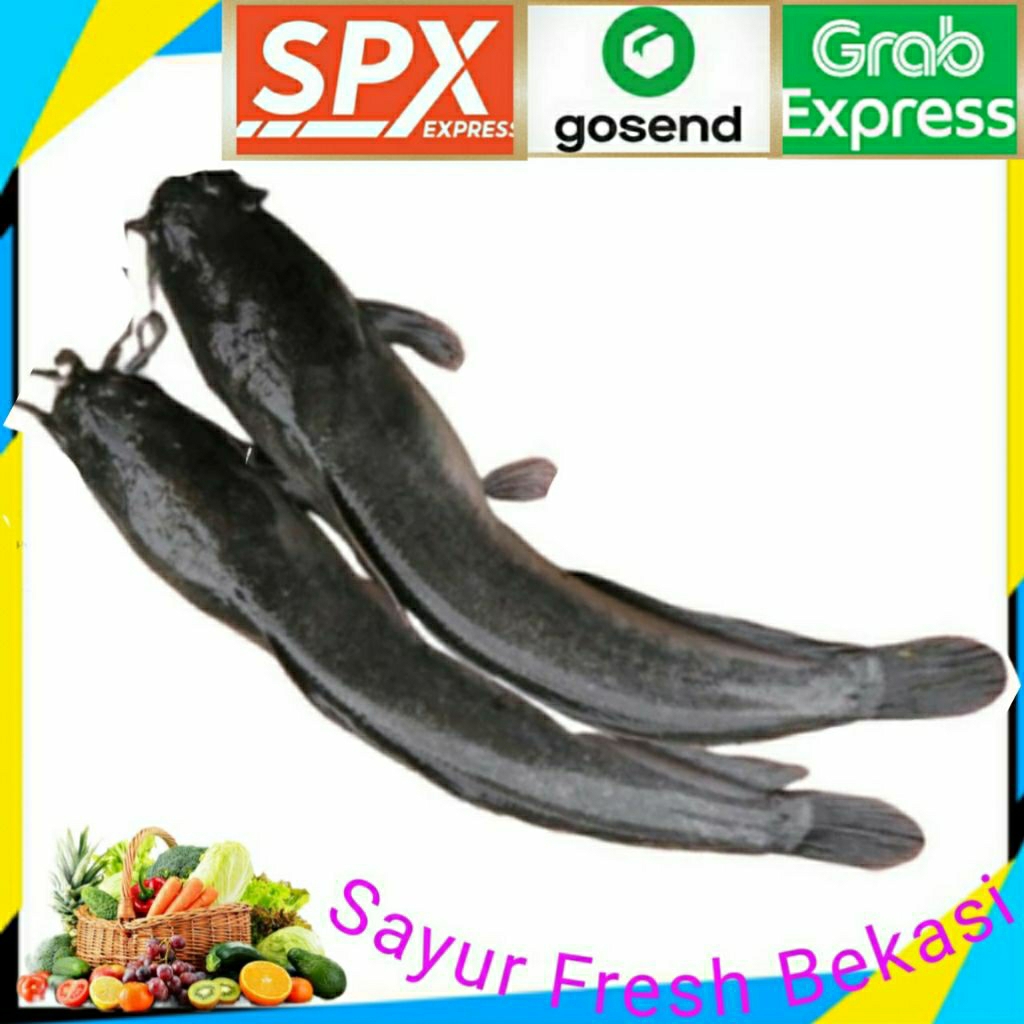 

Ikan Lele Segar (1 kg).