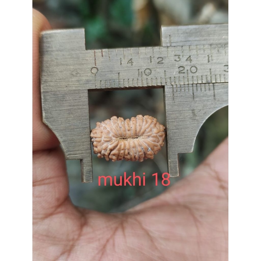 RUDRAKSHA MUKHI 18 LONG 18 MM LOOK AT THE PICTURE PLEASE  ( SIZE LONG 16 MM)