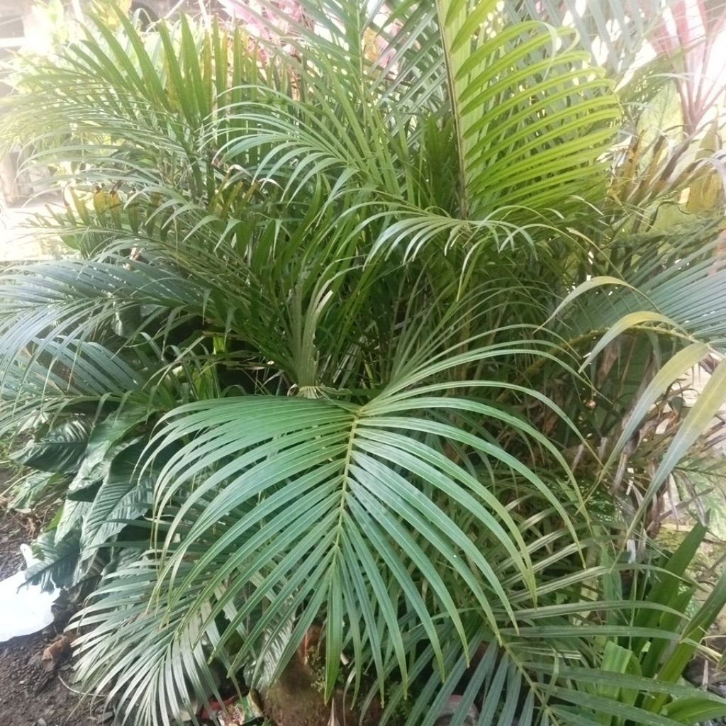 

palemkuning