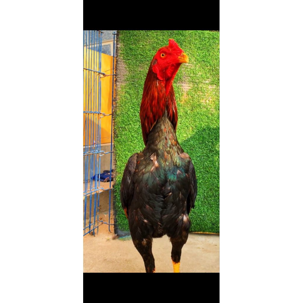 

telur ayam mangon kelas