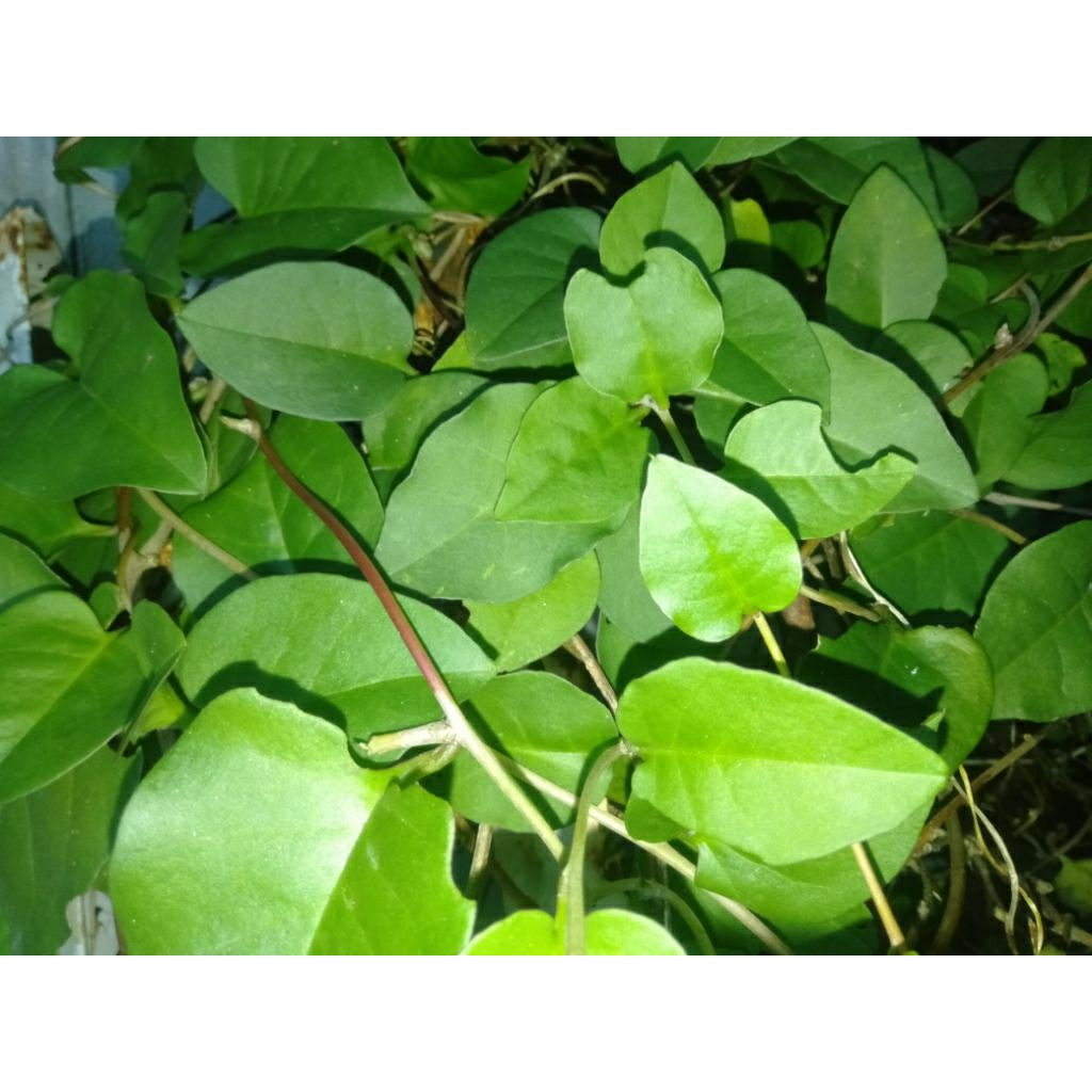 

DAUN WINAHONG PIAHONG BINAHONG segar