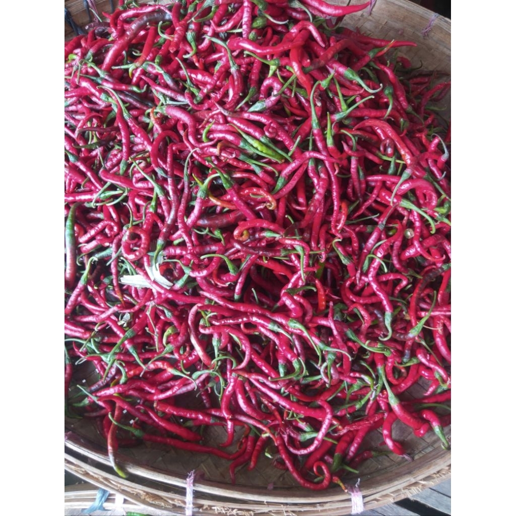 

LOMBOK MERAH KERITING