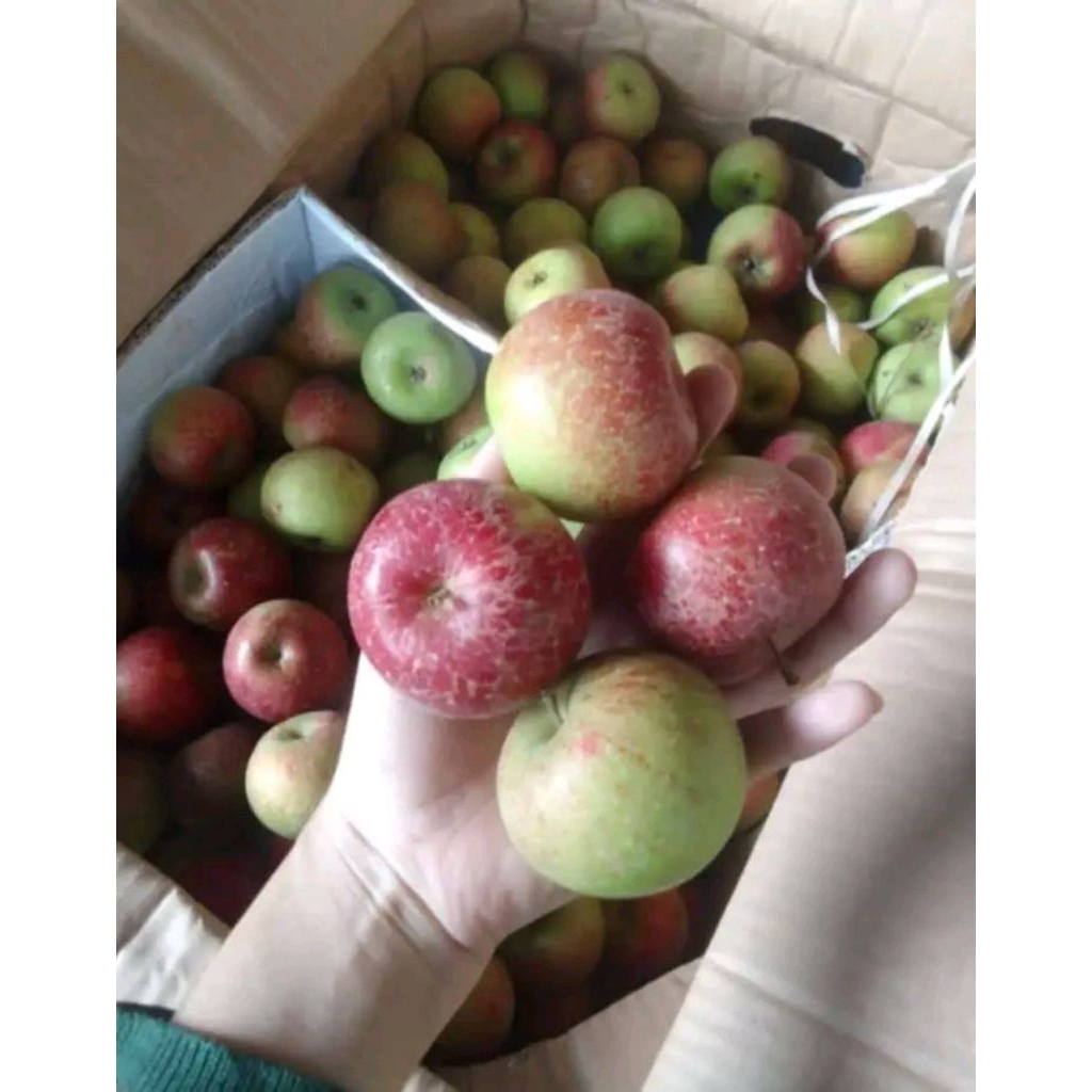 

Buah Apel Malang Fresh 1kg Termurah