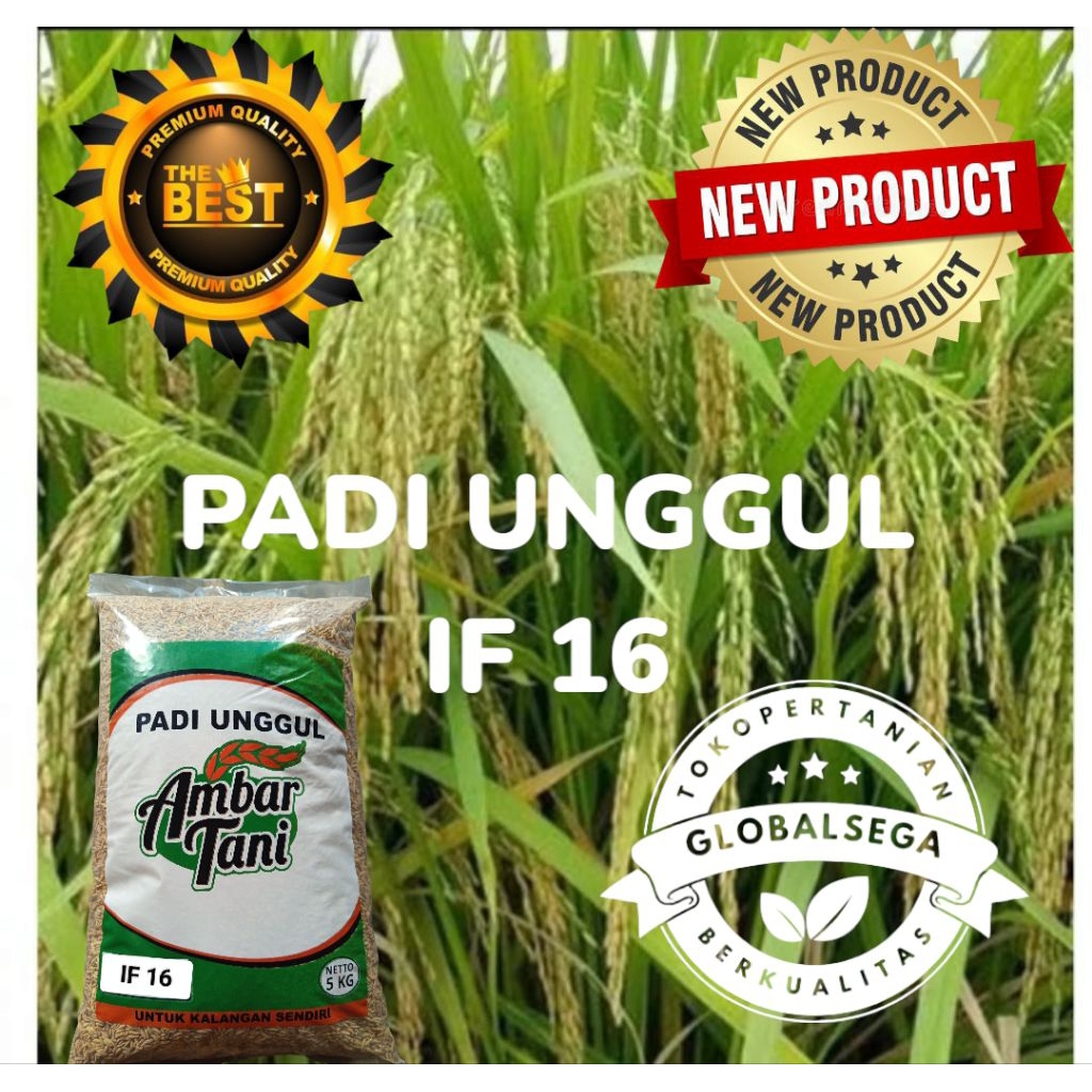 BENIH PADI UNGGUL IF16 AB2TI PREMIUM ORIGINAL kemasan 5 kg (repack)