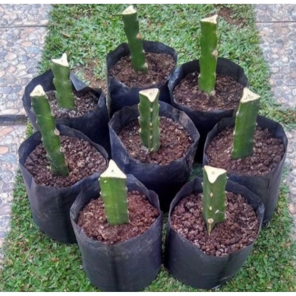 

KEBUN RAYA- Paket 10 Stek Buah Naga Merah