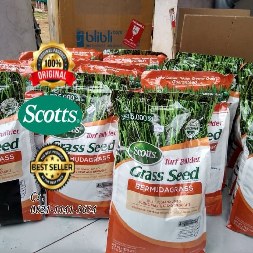 Benih rumput bermuda grass scott 200gr - Biji rumput bermuda grass seed tipe scotts