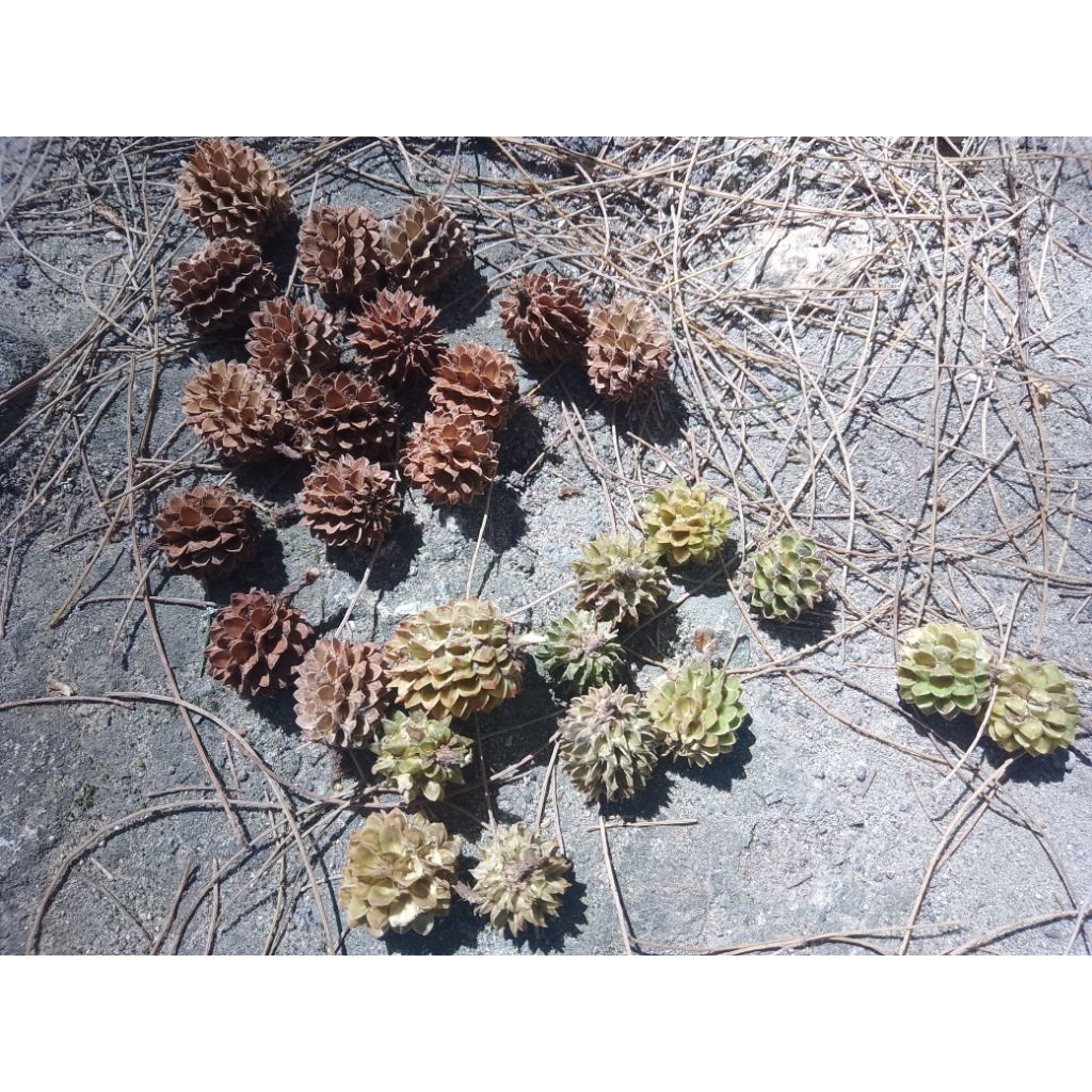 Biji Cemara Laut Bahan Kerajinan per 25pcs