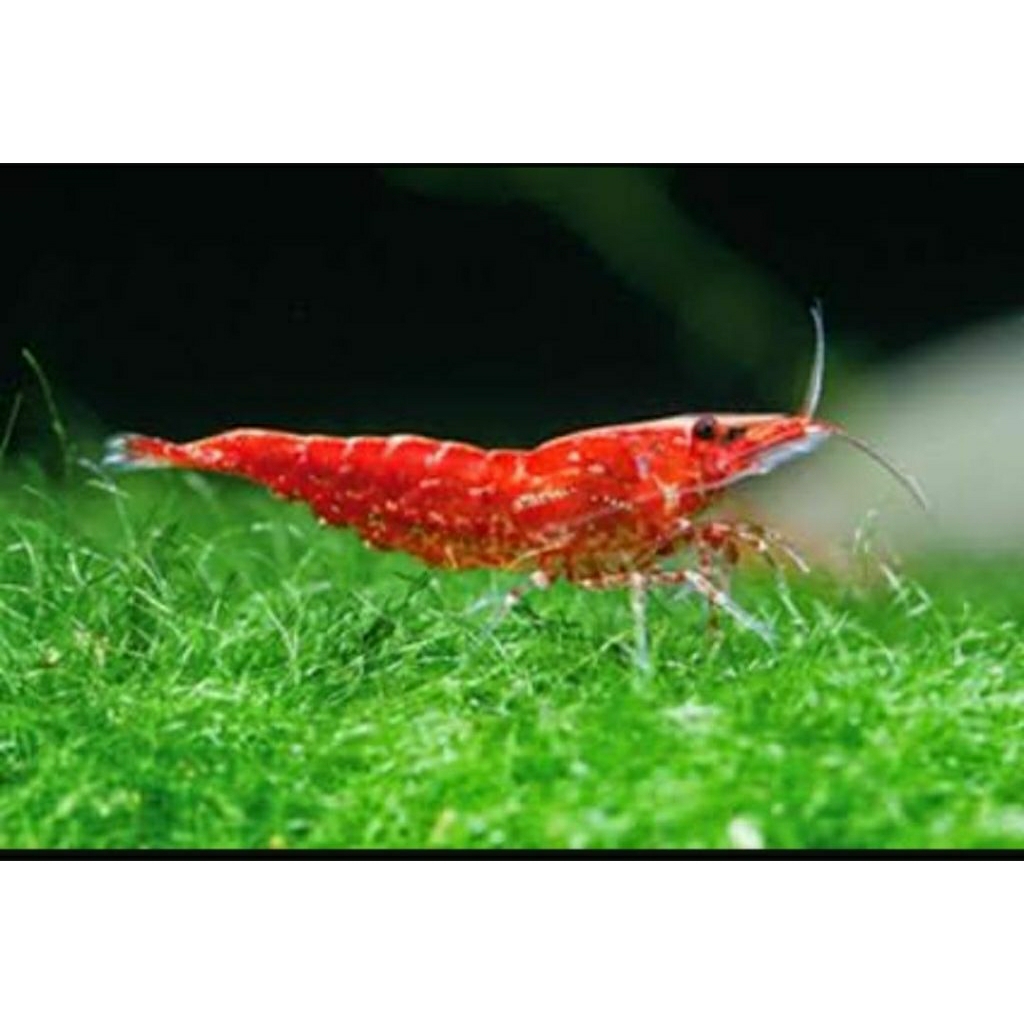 pembasmi lumut dasar rcs